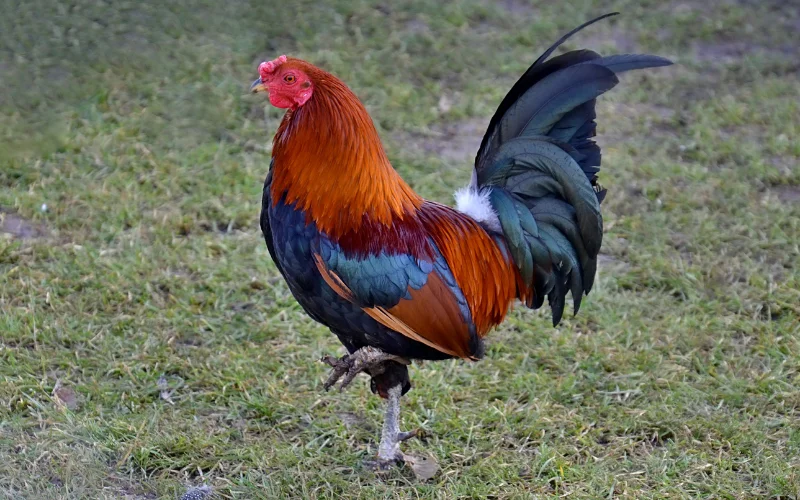 Bảo dưỡng cựa gà đúng cách